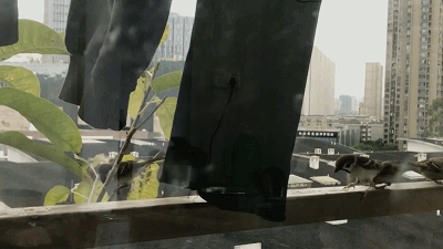 41.gif