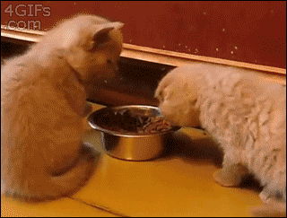 20.gif 20.gif