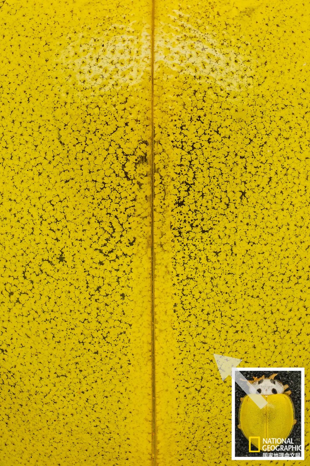 106.jpg