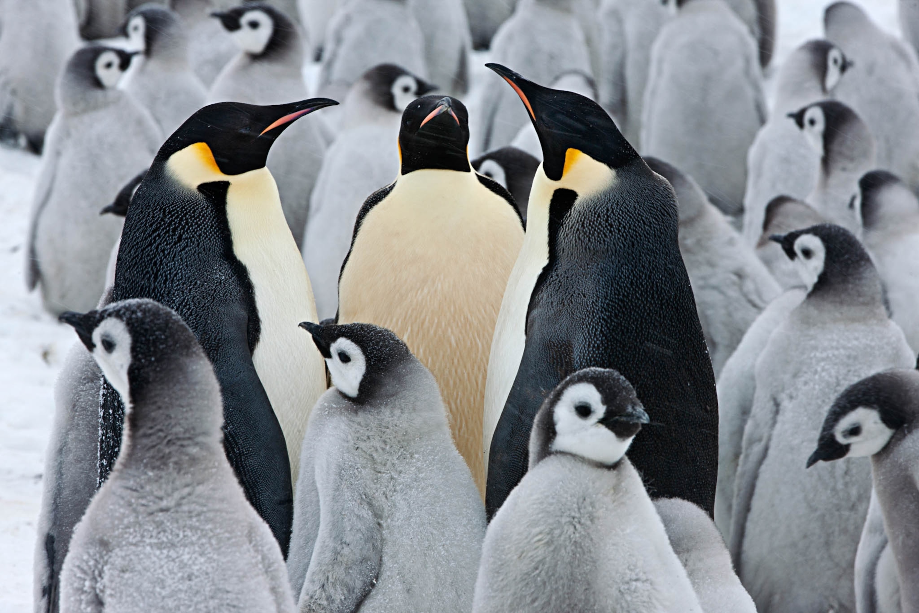POD-25-04-2021_NationalGeographic_1500673.jpg
