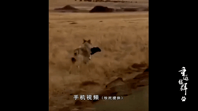 3.gif