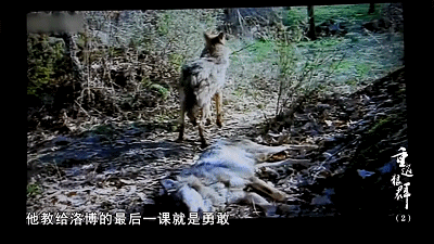 33.gif