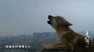37.gif
