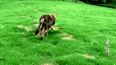 39.gif