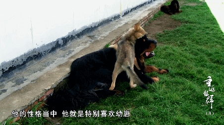 41.gif