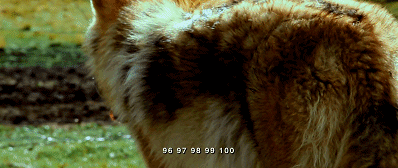 49.gif