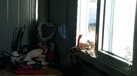 58.gif