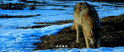 69.gif