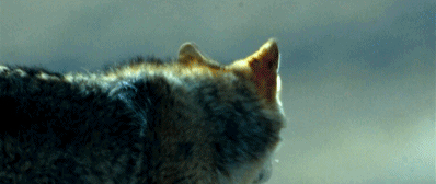 78.gif