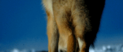 81.gif
