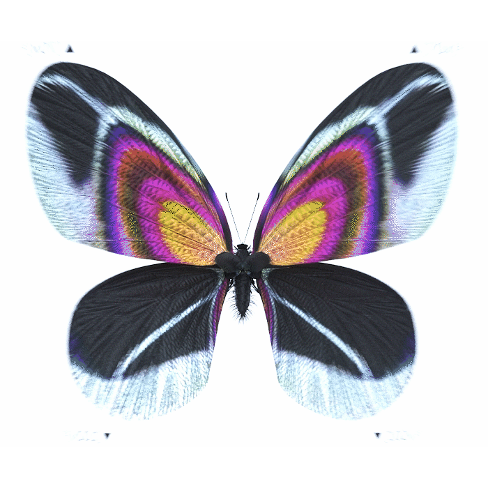 46.gif