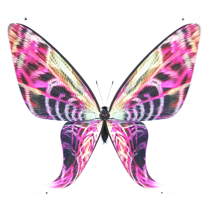 48.gif