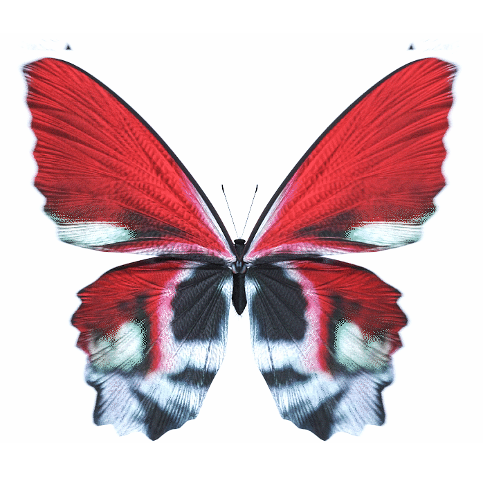 83.gif