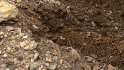 61.gif