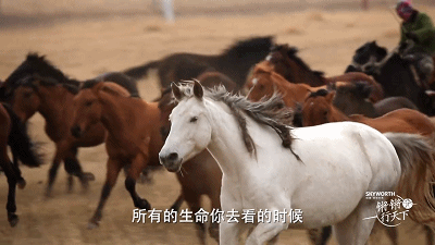 54.gif