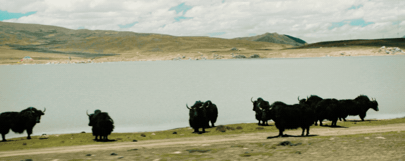 62.gif