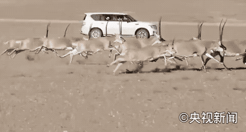 IMG_5549.GIF