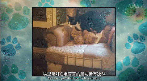 IMG_8460.GIF