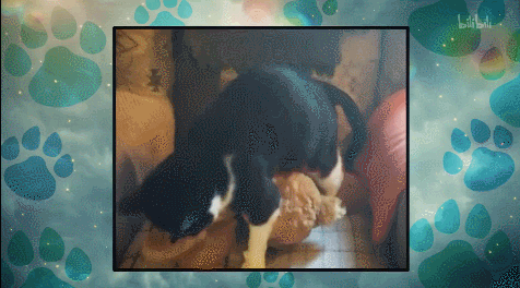 IMG_8462.GIF