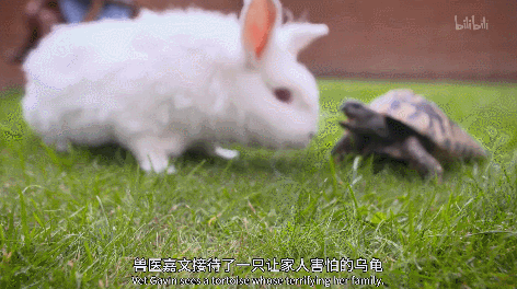 IMG_8474.GIF