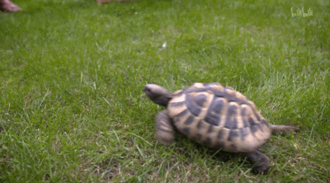 IMG_8497.GIF