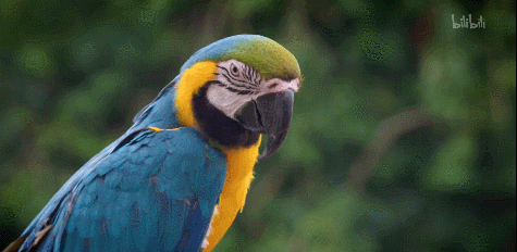IMG_8496.GIF