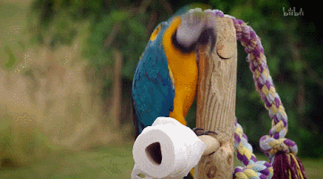IMG_8494.GIF