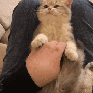 IMG_9874.GIF IMG_9874.GIF