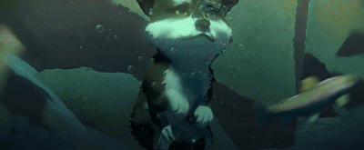 IMG_1395.GIF