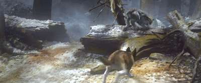 IMG_1413.GIF