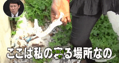 IMG_2915.GIF