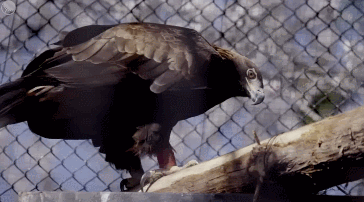 IMG_3770.GIF