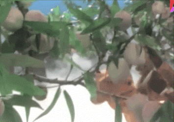 IMG_6320.GIF