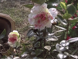 IMG_8639.GIF IMG_8639.GIF