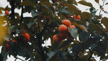 IMG_2328.GIF