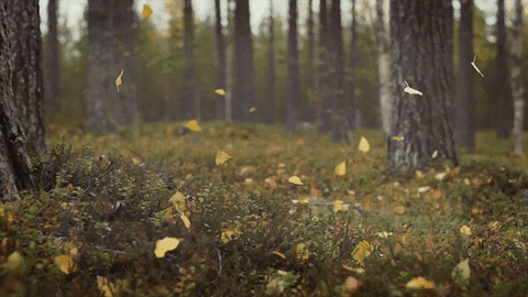 IMG_2341.GIF