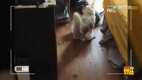 IMG_5483.GIF