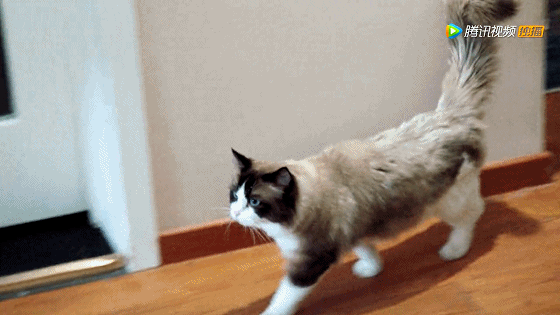 IMG_5484.GIF