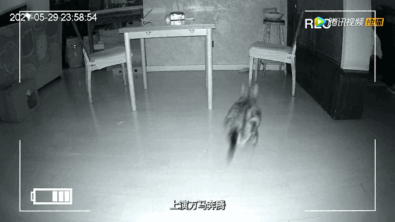 IMG_5487.GIF