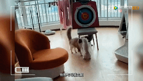 IMG_5499.GIF