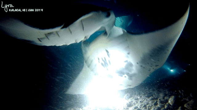 IMG_5936.GIF