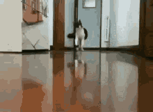 IMG_7786.GIF IMG_7786.GIF