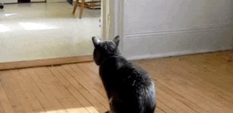 IMG_7791.GIF IMG_7791.GIF