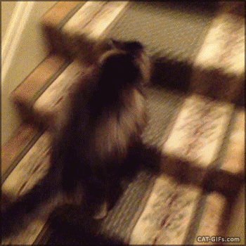 IMG_7793.GIF IMG_7793.GIF