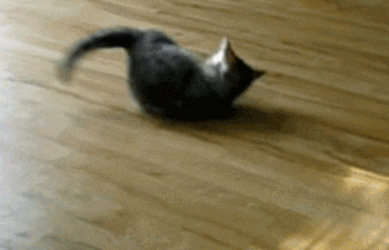 IMG_7790.GIF IMG_7790.GIF