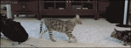 IMG_7794.GIF IMG_7794.GIF