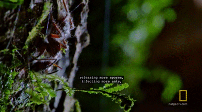 IMG_3655.GIF