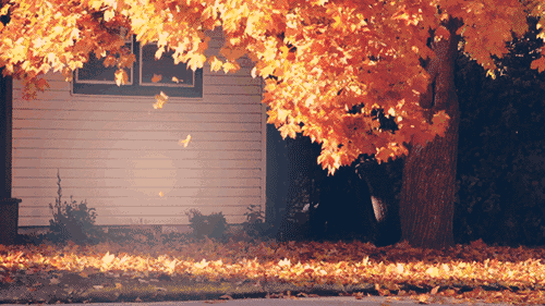 IMG_2615.GIF
