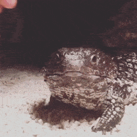 IMG_5307.GIF