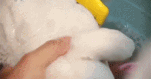 IMG_5513.GIF